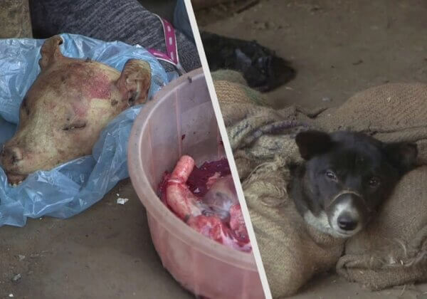 Chiens matraqués à mort et viande de singe – dans les marchés indiens d&rsquo;animaux vivants propices aux maladies
