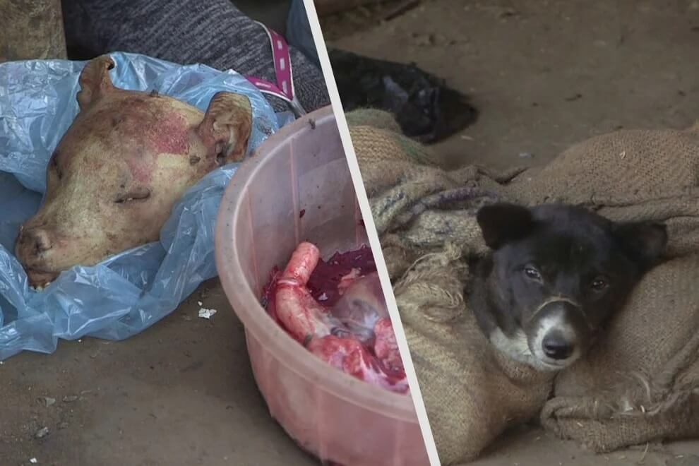 Chiens matraqués à mort et viande de singe – dans les marchés indiens d’animaux vivants propices aux maladies