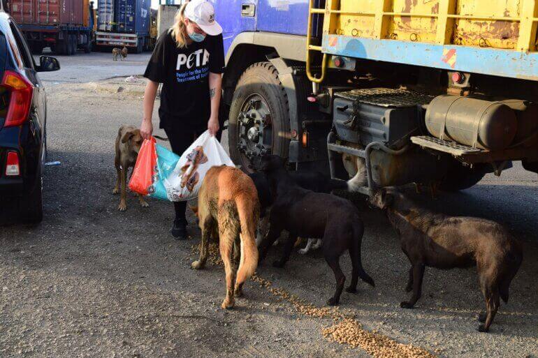 Beyrouth : des animaux sauvés par PETA Royaume-Uni et des associations locales