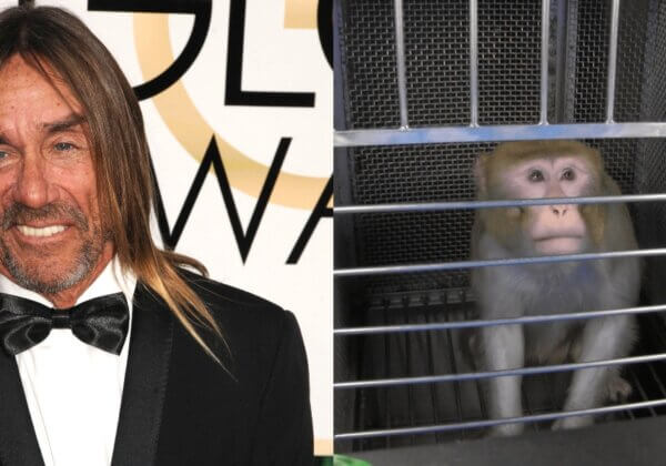 Iggy Pop fait don d&rsquo;une chanson à PETA pour mettre fin aux cruelles expériences sur les singes