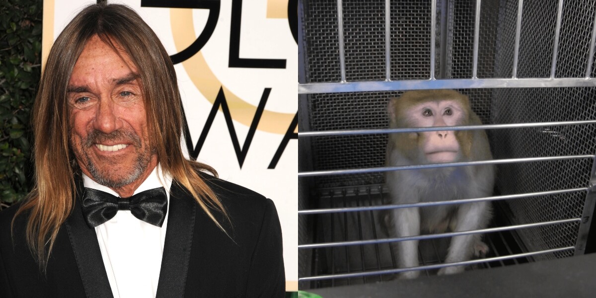 Iggy Pop fait don d’une chanson à PETA pour mettre fin aux cruelles expériences sur les singes