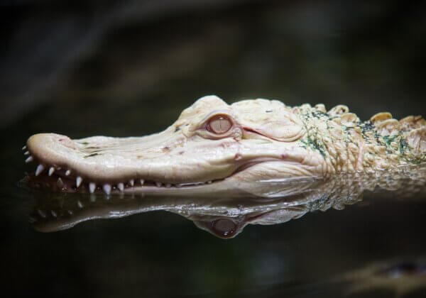 Concours pour nommer l&rsquo;alligator albinos de Planet Exotica : PETA propose « Jean-Aymar de la Captivité »