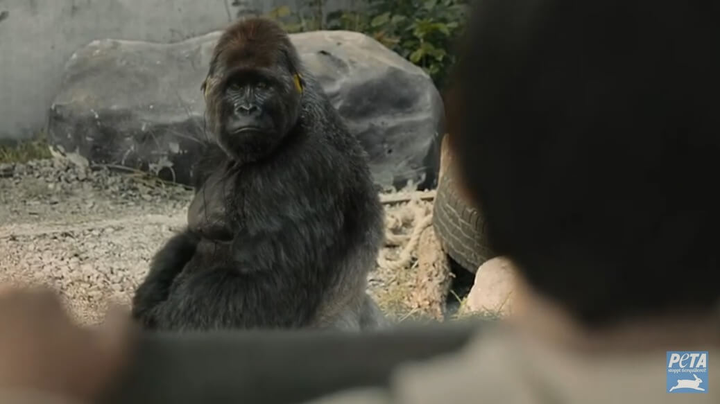 VIDÉO : Pour les animaux en captivité, le confinement est à vie