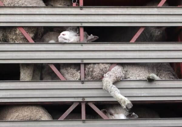 Allbirds a tout faux : les moutons souffrent pour des chaussures