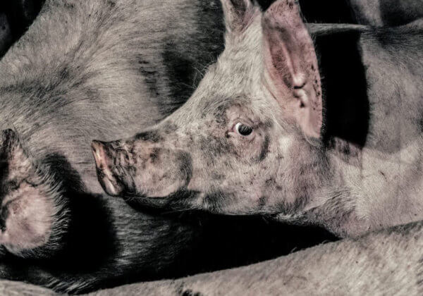 VIDÉO : la vraie histoire d&rsquo;horreur des animaux dans l&rsquo;industrie de la viande, du lait et des œufs