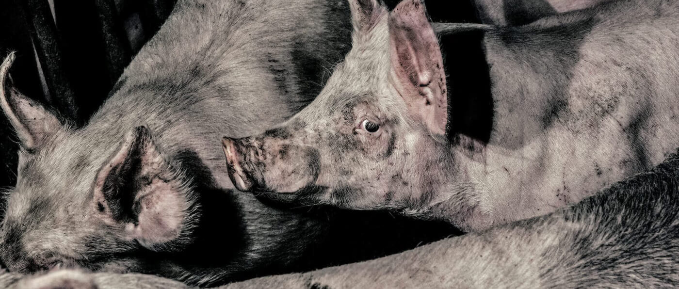 VIDÉO : la vraie histoire d&rsquo;horreur des animaux dans l&rsquo;industrie de la viande, du lait et des œufs