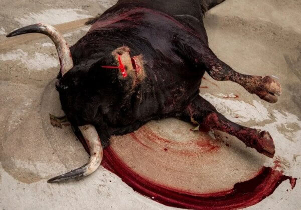 PETA demande à Gabriel Attal d’interdire la présence d’enfants à la chasse et à la corrida