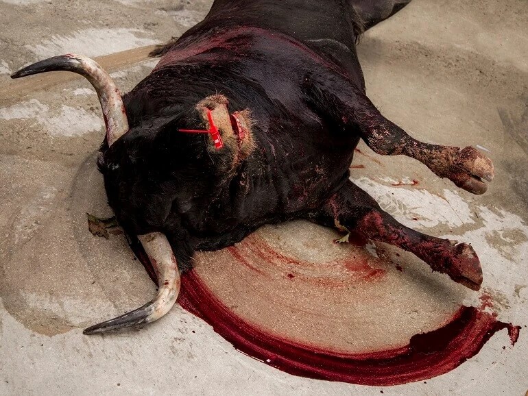 PETA demande à Gabriel Attal d’interdire la présence d’enfants à la chasse et à la corrida