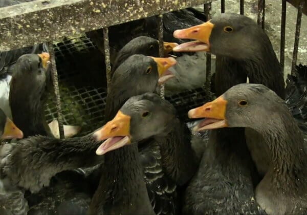 Moins de souffrance, plus de bonheur – Annecy et Villeurbanne, vont-elles bannir le foie gras ?