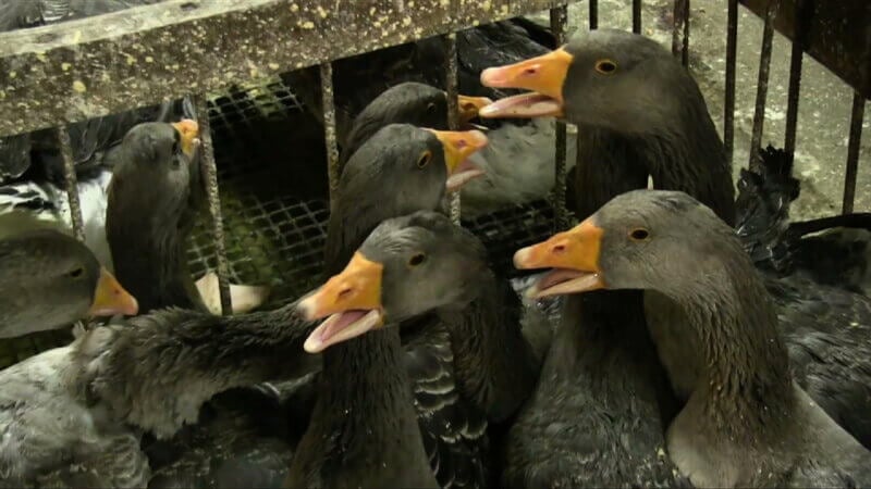 foie gras france enquête