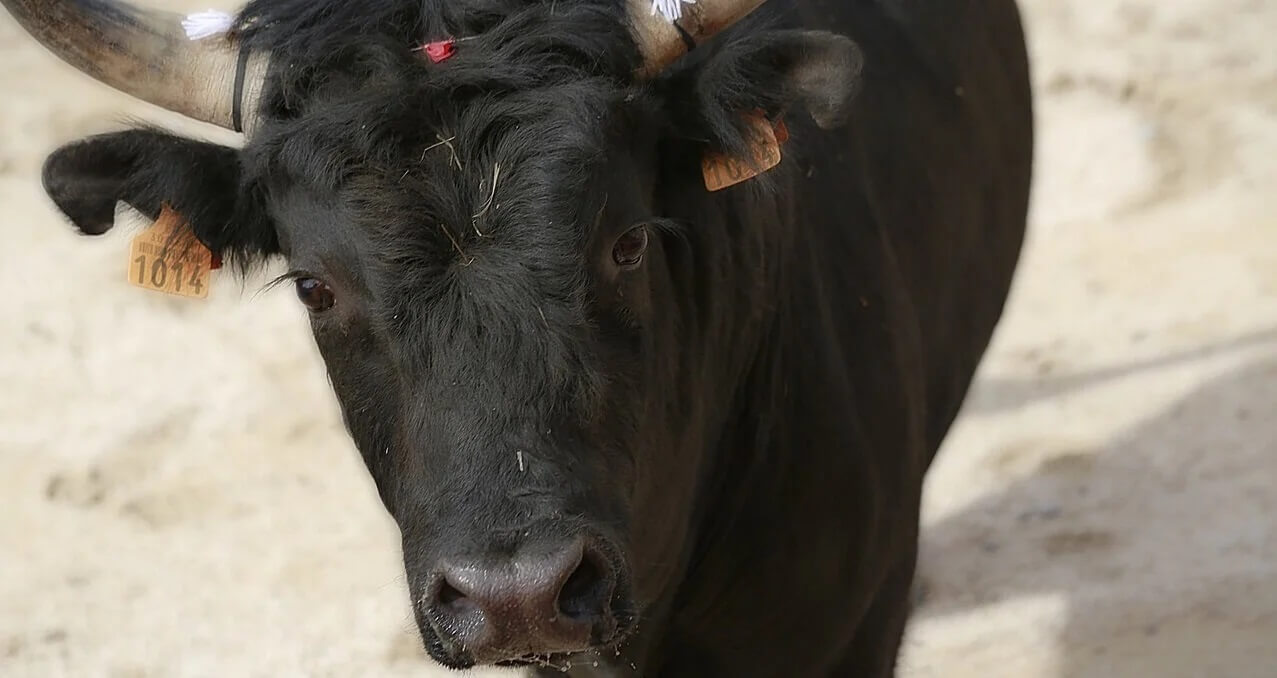 Grande nouvelle : la tauromachie refusée au patrimoine culturel immatériel de l&rsquo;UNESCO !