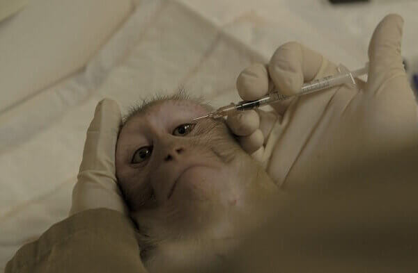 Journée mondiale des singes : 114 884 personnes défendent les singes du plus grand laboratoire de recherche sur les primates d&rsquo;Europe