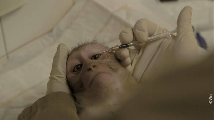 Journée mondiale des singes : 114 884 personnes défendent les singes du plus grand laboratoire de recherche sur les primates d’Europe