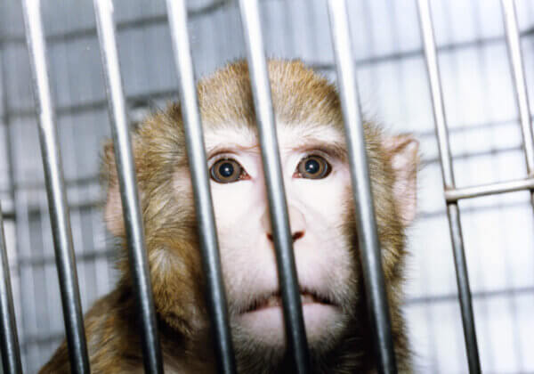 Le New Deal de PETA Royaume-Uni pour réformer la recherche biomédicale et les essais réglementaires