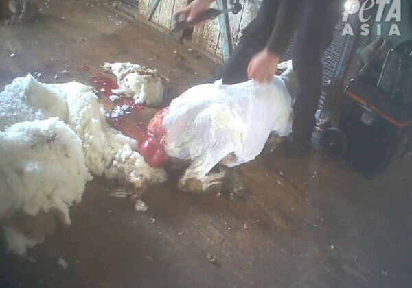 Moutons battus et tailladés : cette 14ème enquête sur l’industrie de la laine prouve que rien n’a changé