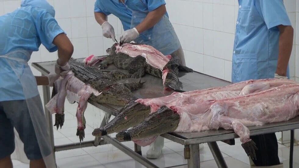 PETA répond à Louis Vuitton : l’utilisation de peaux de crocodile n’est pas sans cruauté