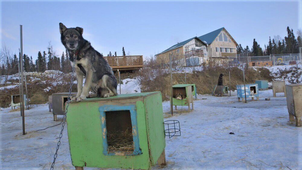 Victoire pour les chiens ! ExxonMobil décide de mettre fin au parrainage de l’Iditarod