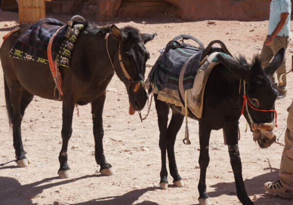 Révélations sur les animaux en souffrance à Petra en Jordanie