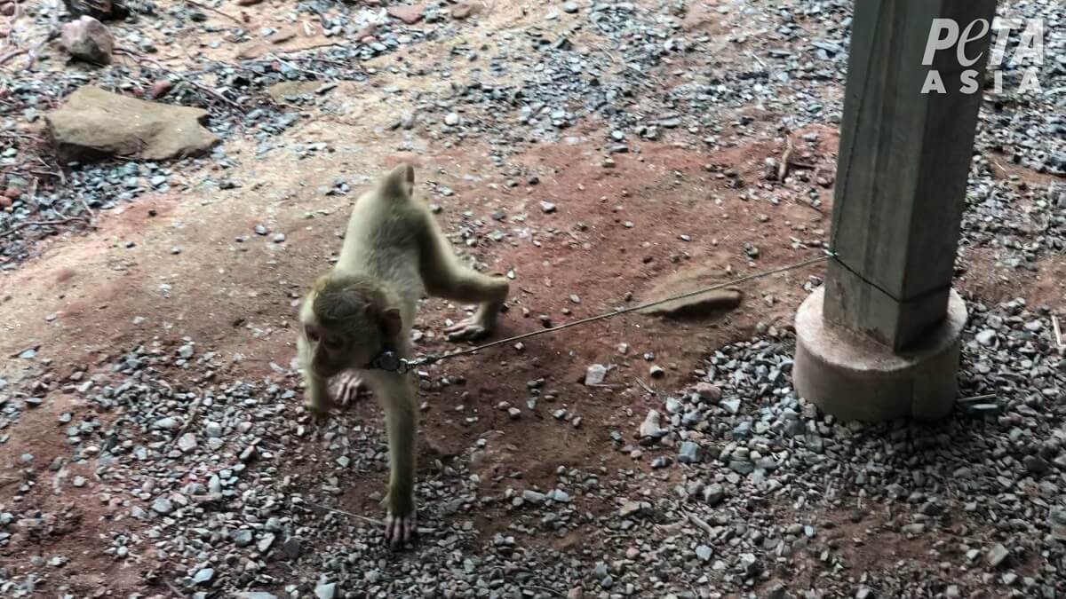 Mise à jour : le travail des singes est dissimulé dans l’industrie thaïlandaise de la noix de coco