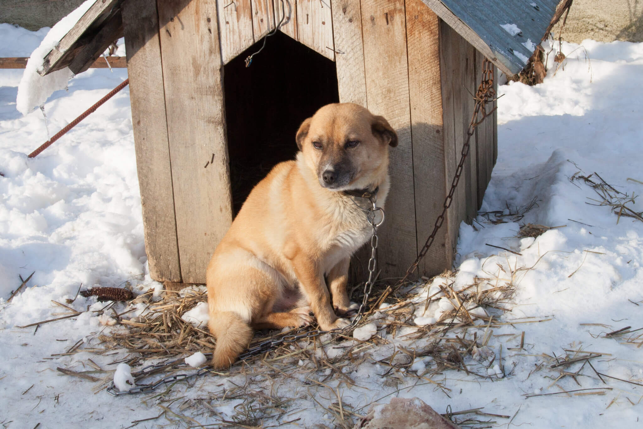 Voici comment vous pouvez aider les animaux sans abri en Roumanie cet hiver