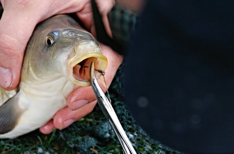 La cruauté de la pêche avec remise à l'eau - Actualités - PETA France