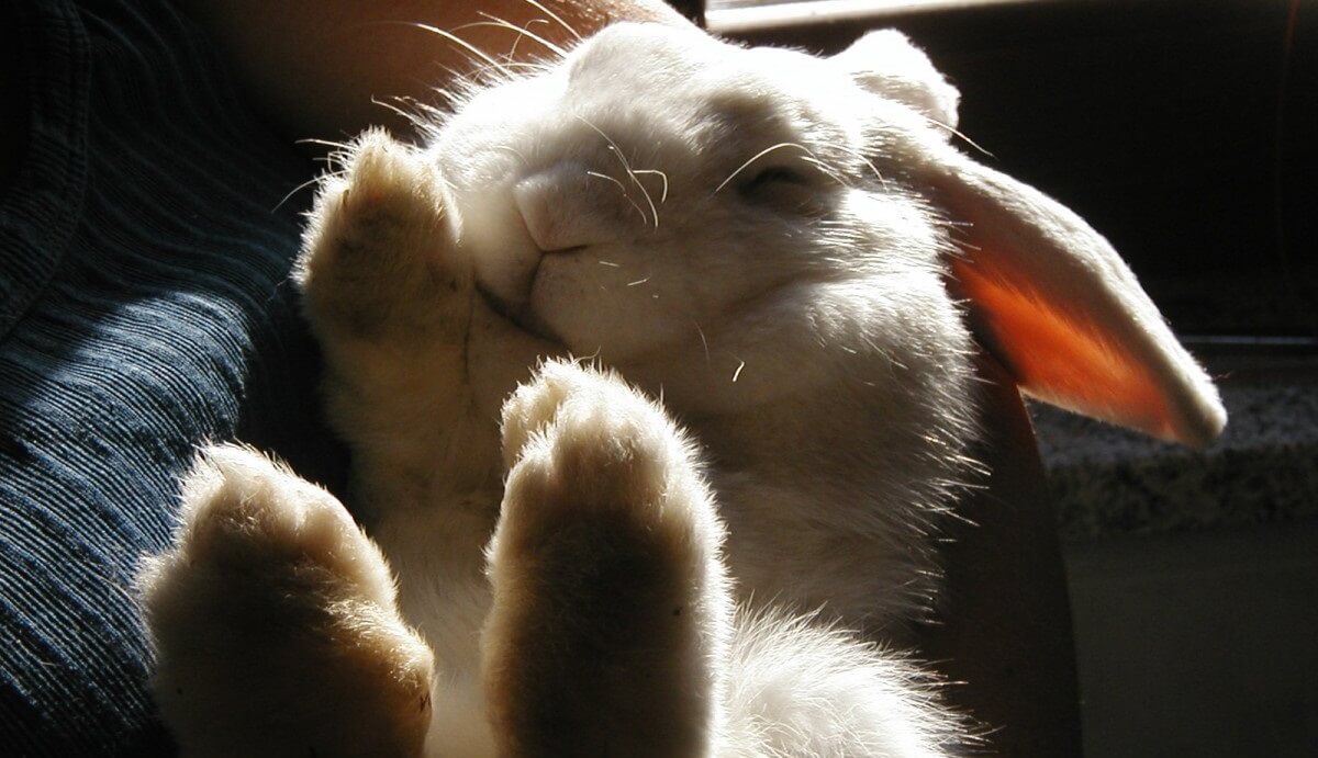 Grande nouvelle pour les lapins : American Vintage arrête l&rsquo;angora !