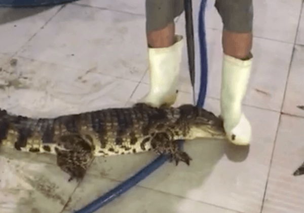 Enquête sur le cuir exotique : serpents gonflés à l’air comprimé, crocodiles poignardés