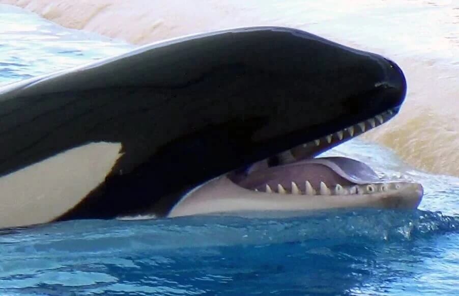 RIP : une jeune orque nommée Skyla est morte au Loro Parque
