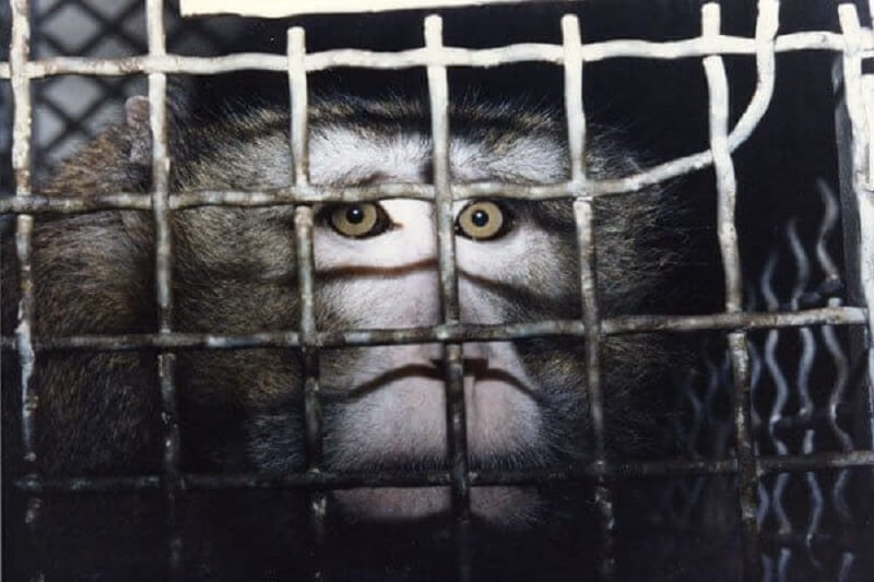 Le gouvernement des Pays-Bas a rompu ses promesses et n’a fait aucun progrès dans le remplacement des expériences sur les animaux