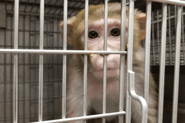 Des animaux utilisés dans plus de 2 millions de procédures scientifiques en France