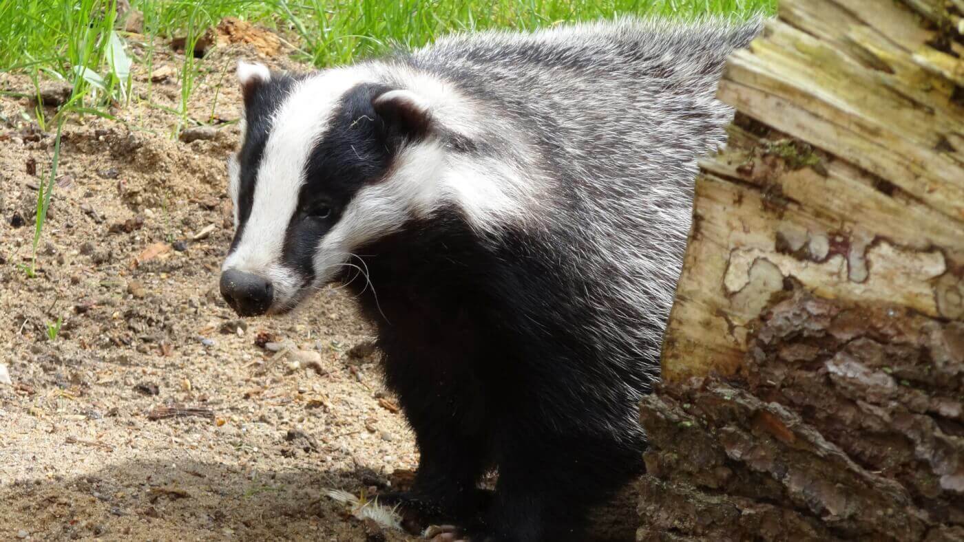 La vie secrète des blaireaux, animaux maltraités et tués pour leurs poils