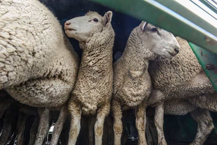 Grande nouvelle : la Nouvelle-Zélande annonce l’interdiction totale de l’exportation d’animaux vivants !