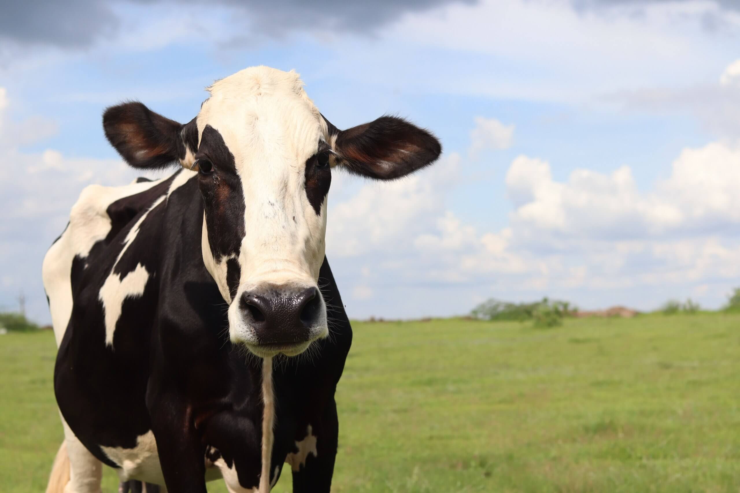 PETA Inde nomme une vache rescapée en l’honneur de Kim Kardashian