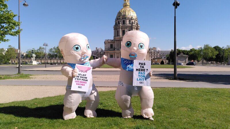 Pour La Fete Des Meres Des Bebes Geants Appellent Les Humains A Arreter Le Lait Actualites Peta France