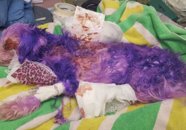Voici pourquoi vous ne devez jamais teindre la fourrure de votre chien