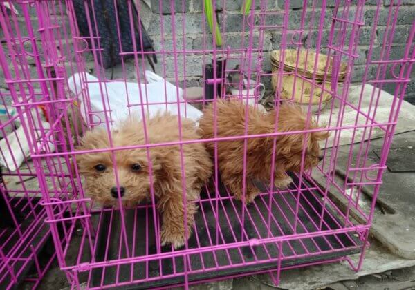 Pourquoi personne ne devrait jamais acheter à un éleveur de chiens