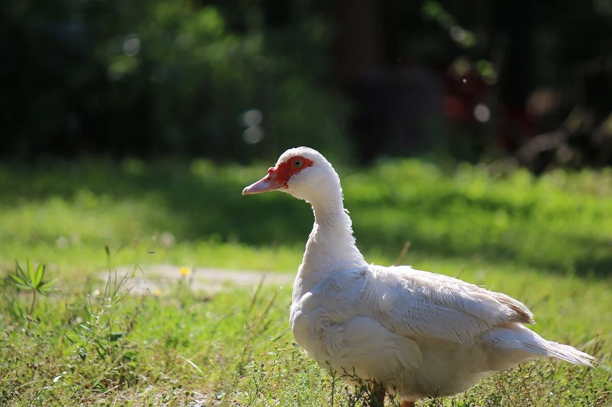 La mairie de la « capitale française de la culture 2022 » ne servira plus de foie gras