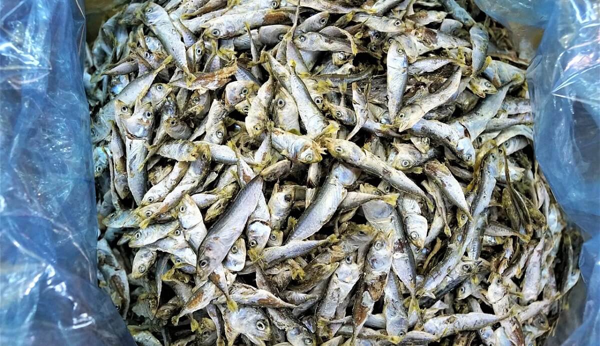 Journée mondiale de l’océan : PETA demande un menu végan au ministère de la Mer