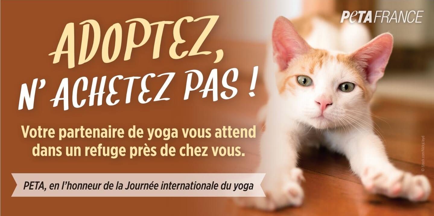 Journée internationale du yoga : adoptez un partenaire dans un refuge animalier