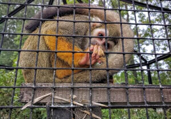 Pourquoi vous ne devriez jamais regarder les webcams des zoos