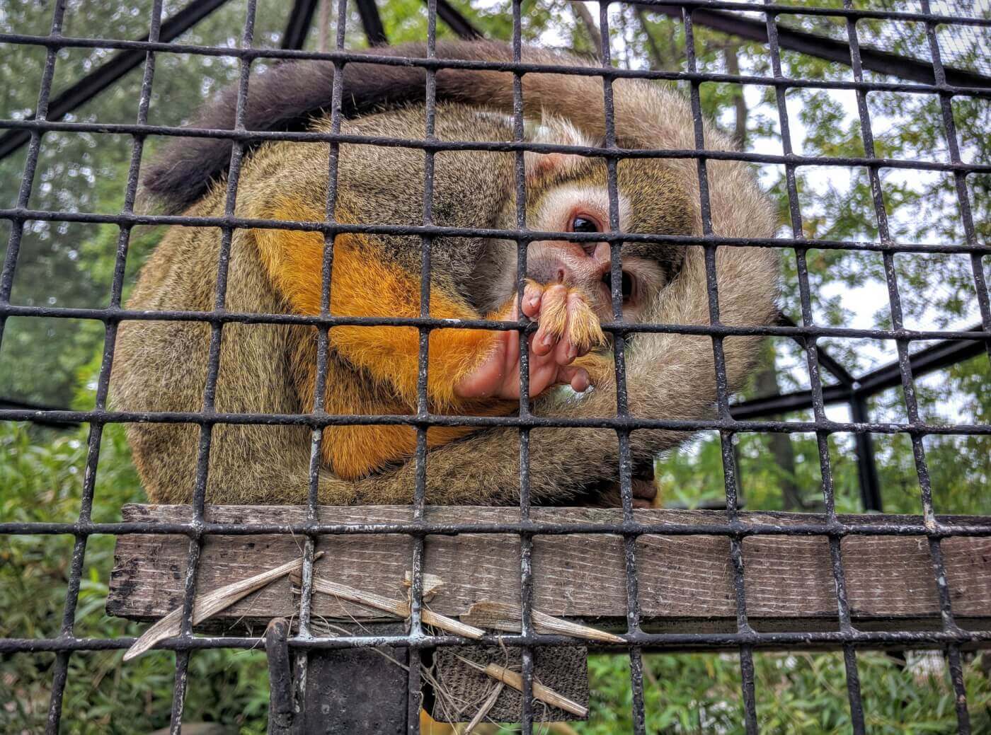Pourquoi vous ne devriez jamais regarder les webcams des zoos