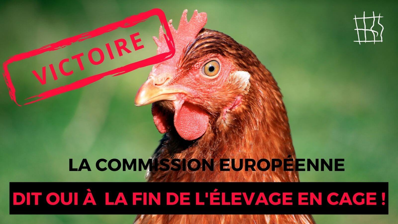 L’histoire est en marche ! La Commission européenne s’engage à interdire l’élevage en cage