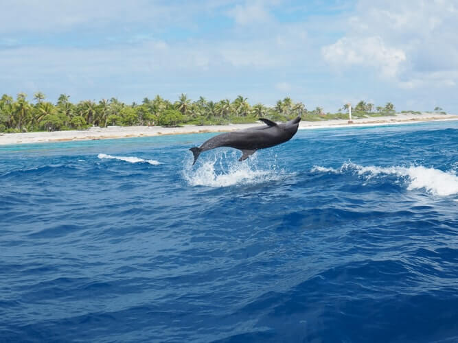 Le Club Med s’engage pour les orques, les éléphants et d’autres animaux grâce à une nouvelle politique
