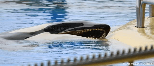 Deuxième décès à Loro Parque en 2021 : une jeune orque nommée Ula vient de mourir