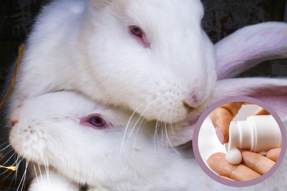 5 500 rats, lapins et poissons condamnés à mort dans l’UE pour une crème solaire
