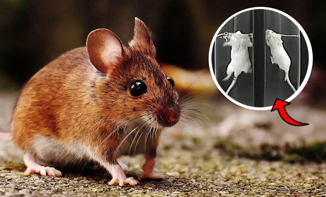 L’article de scientifiques de PETA États-Unis met à mal la défense de l’industrie pharmaceutique concernant le test de nage forcée