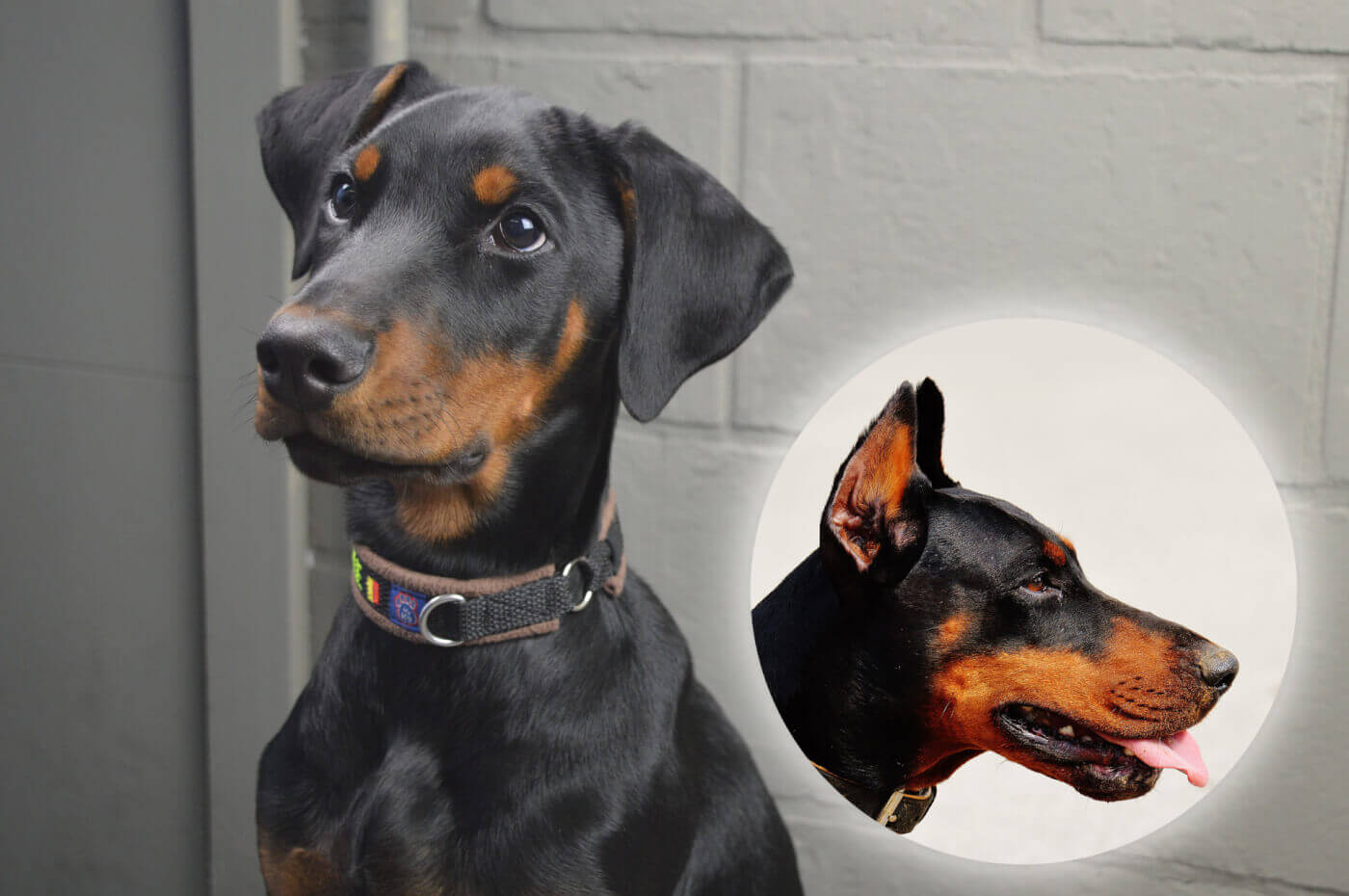 Voici pourquoi la coupe des oreilles des chiens est cruelle - PETA ..., image size:1400x930