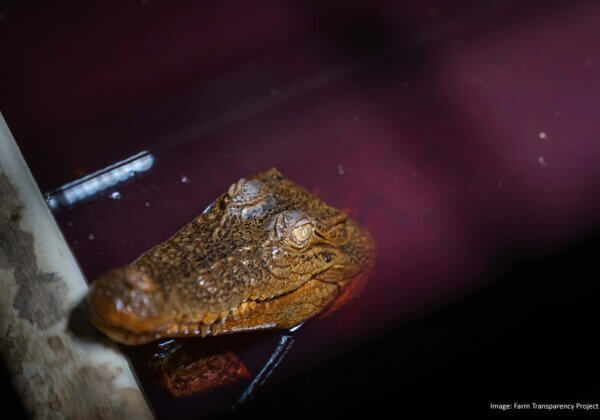 Nouvelles révélations sur l’industrie australienne des peaux de crocodiles