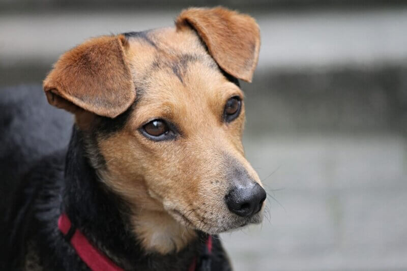 Voici pourquoi la coupe des oreilles des chiens est cruelle - PETA ..., image size:800x533