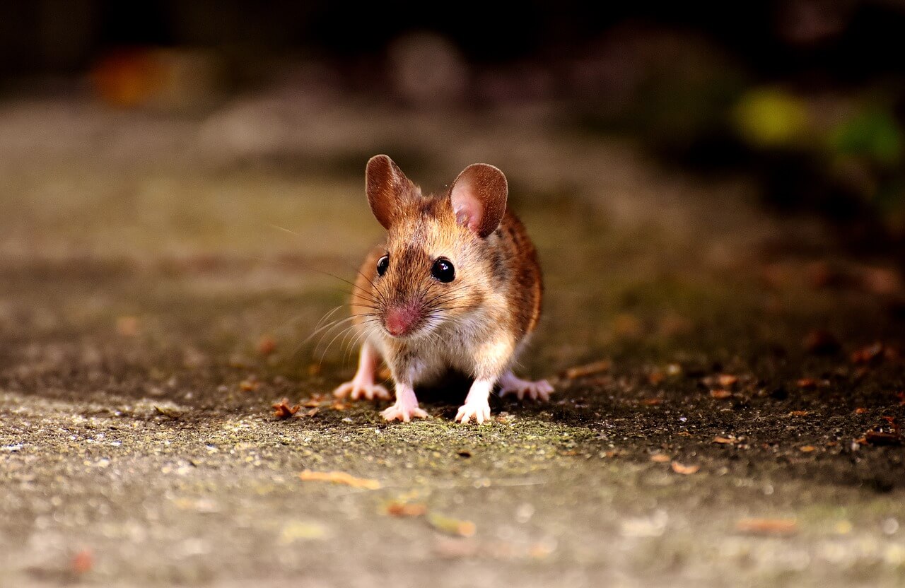 Victoire pour les animaux dans les laboratoires : le Parlement européen vote à une écrasante majorité un plan visant à mettre fin à l’expérimentation animale